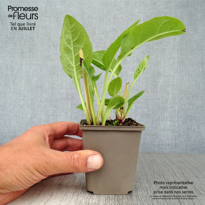 Exemplar von Silphium perfoliatum - Kompaßpflanze Kleine Töpfe von 8/9 cm wie im Sommer geliefert