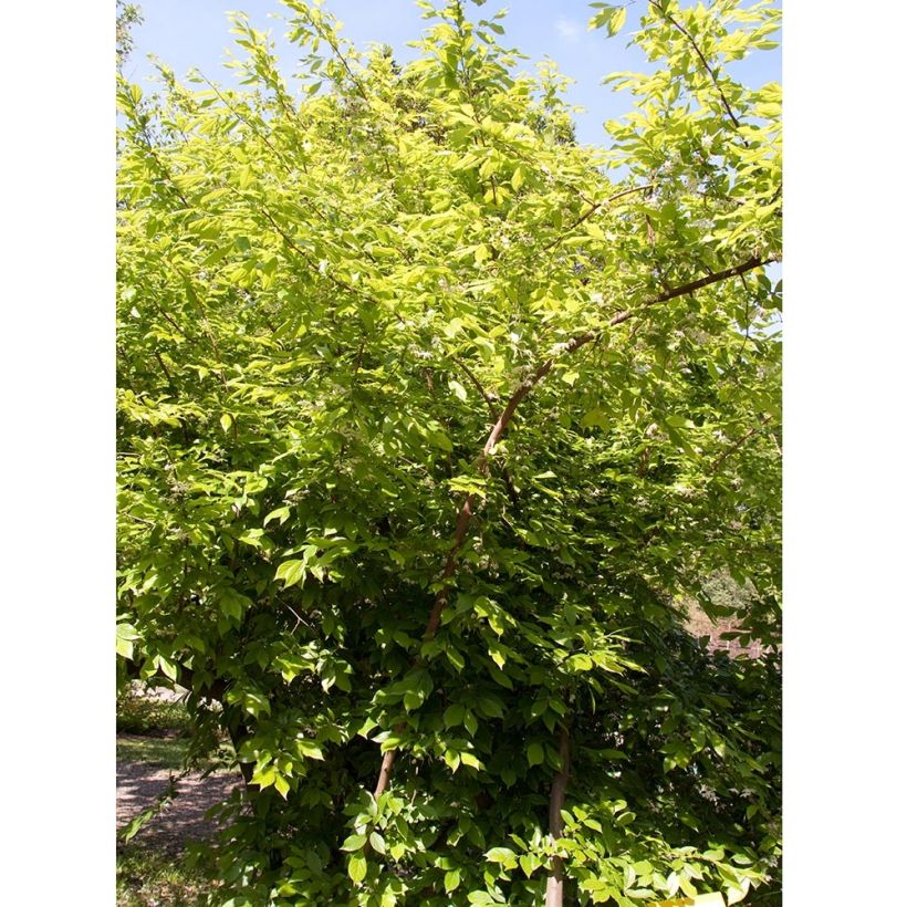 Sinojackia xylocarpa - Jacks-Baum (Wuchs)