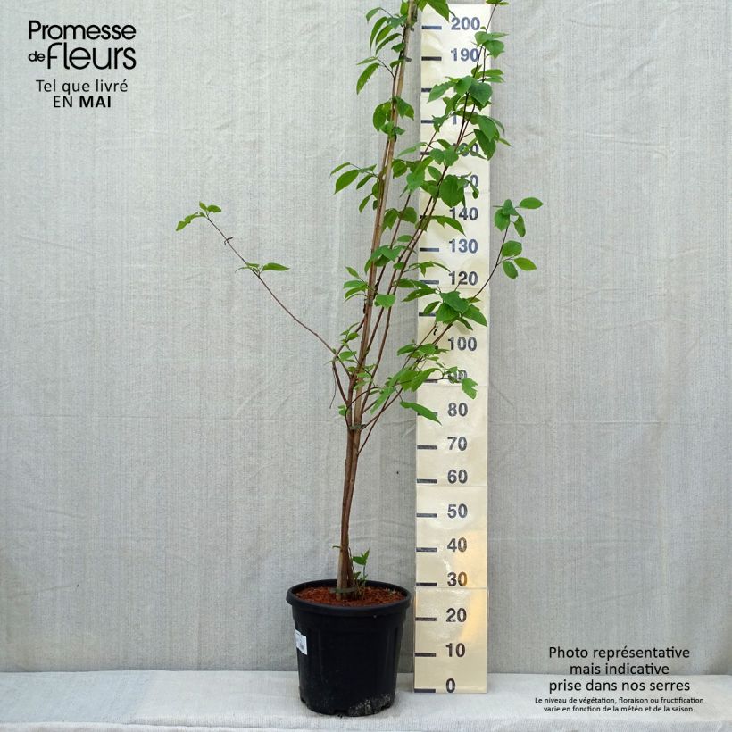 Exemplar von Sinojackia xylocarpa - Jacks-Baum Topf mit 6L/7L wie im Frühjahr geliefert