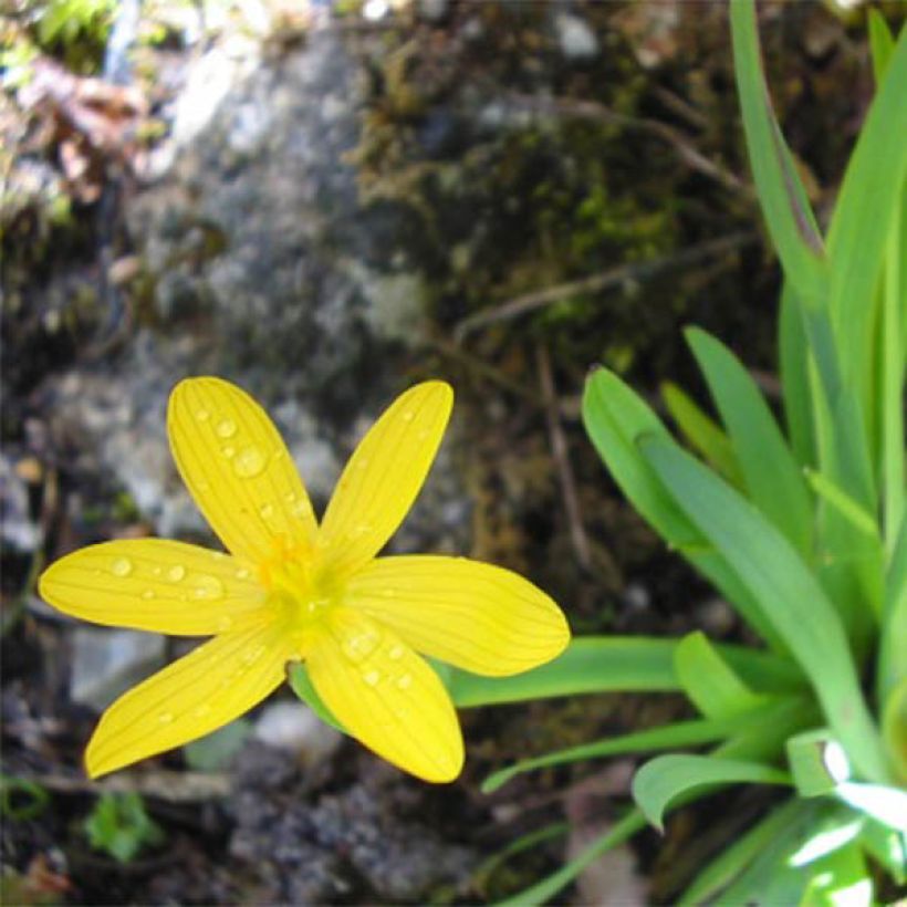 Sisyrinchium californicus - Binsenlilie (Flowering)