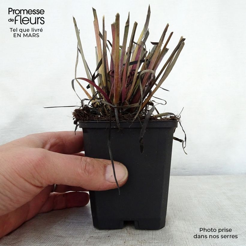 Example of Sisyrinchium californicus - Binsenlilie Kleine Töpfe von 8/9 cm as you get in printemps