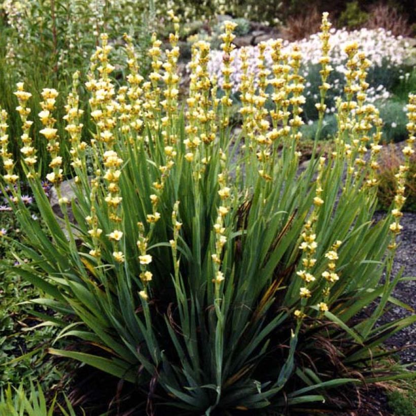 Sisyrinchium striatum - Binsenlilie (Wuchs)