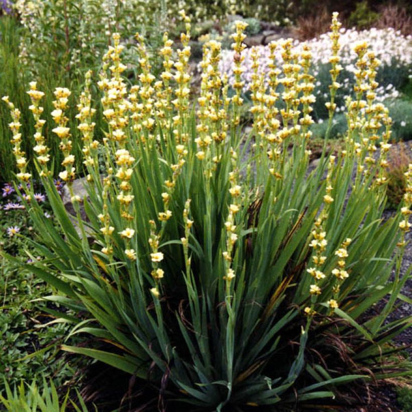 Sisyrinchium striatum Aunt May - Binsenlilie (Wuchs)
