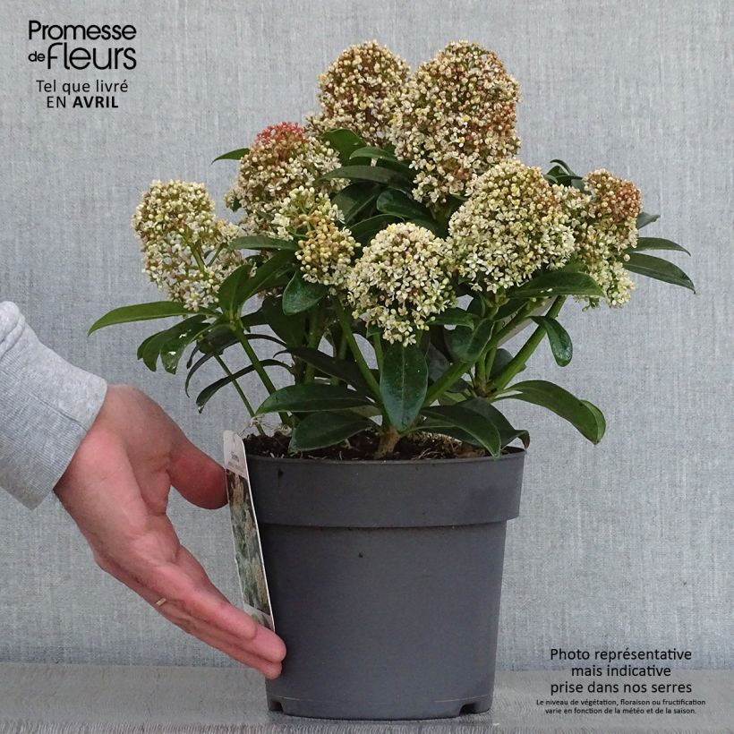 Example of Skimmia japonica Fragrant Cloud Topf mit 2L/3L as you get in printemps