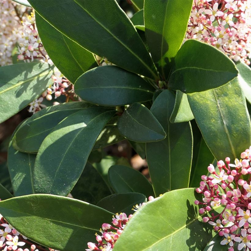 Skimmia japonica Godrie's Dwarf (Foliage)