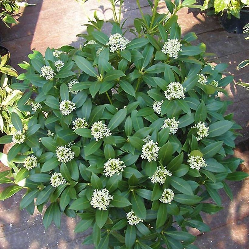 Skimmia japonica Kew White (Wuchs)