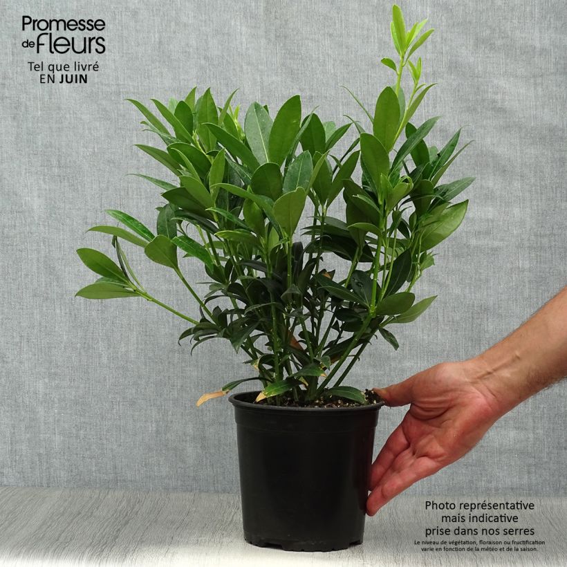 Exemplar von Skimmia japonica Kew White Topf mit 2L/3L wie im Sommer geliefert
