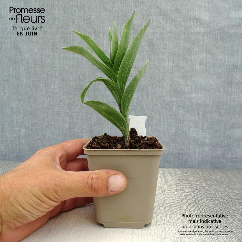 Exemplar von Smilacina racemosum - Traubiges Duftsiegel Kleine Töpfe von 8/9 cm wie im Sommer geliefert