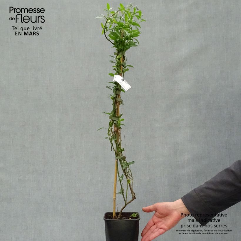 Example of Solanum crispum Glasnevin - Chilenischer Nachtschatten Topf mit 2L/3L as you get in printemps