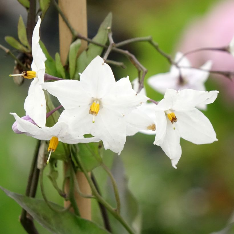 Solanum jasminoides Album - Jasminblütige Nachtschatten (Blüte)