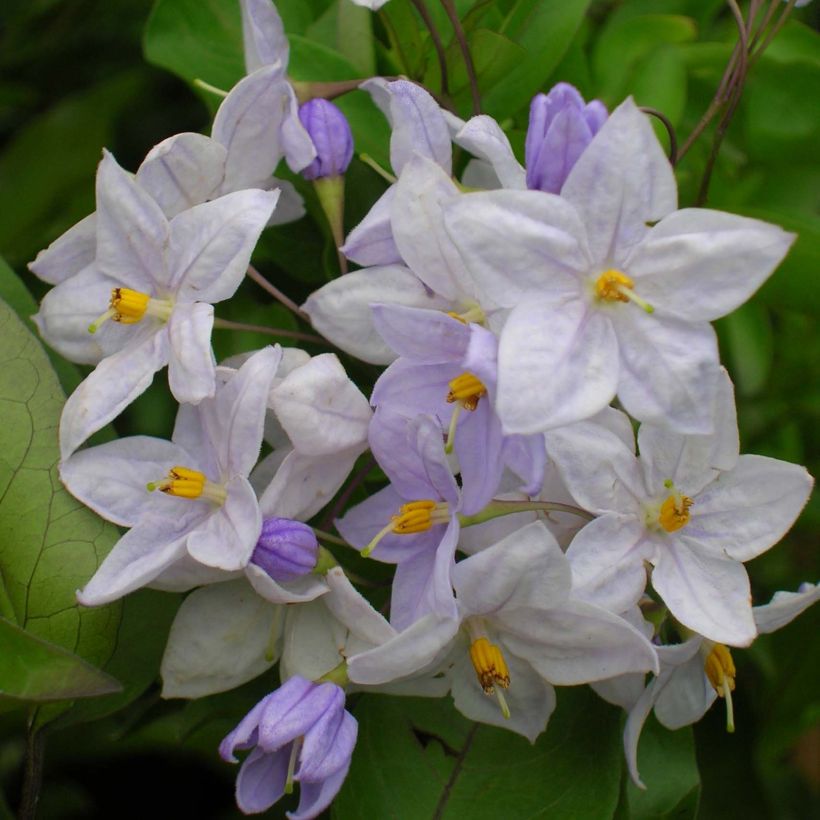 Solanum jasminoides Blue - Jasminblütige Nachtschatten (Flowering)