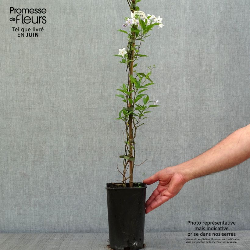 Example of Solanum jasminoides Blue - Jasminblütige Nachtschatten Topf mit 2L/3L as you get in printemps