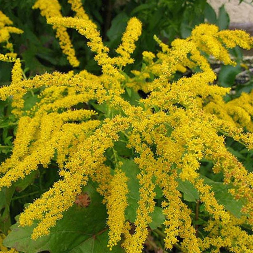 Kanadische Goldrute Gold King - Solidago canadensis (Flowering)