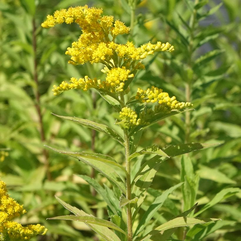 Kanadische Goldrute Golden Baby - Solidago canadensis (Wuchs)