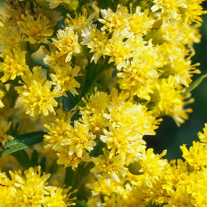 Kanadische Goldrute Golden Baby - Solidago canadensis (Blüte)