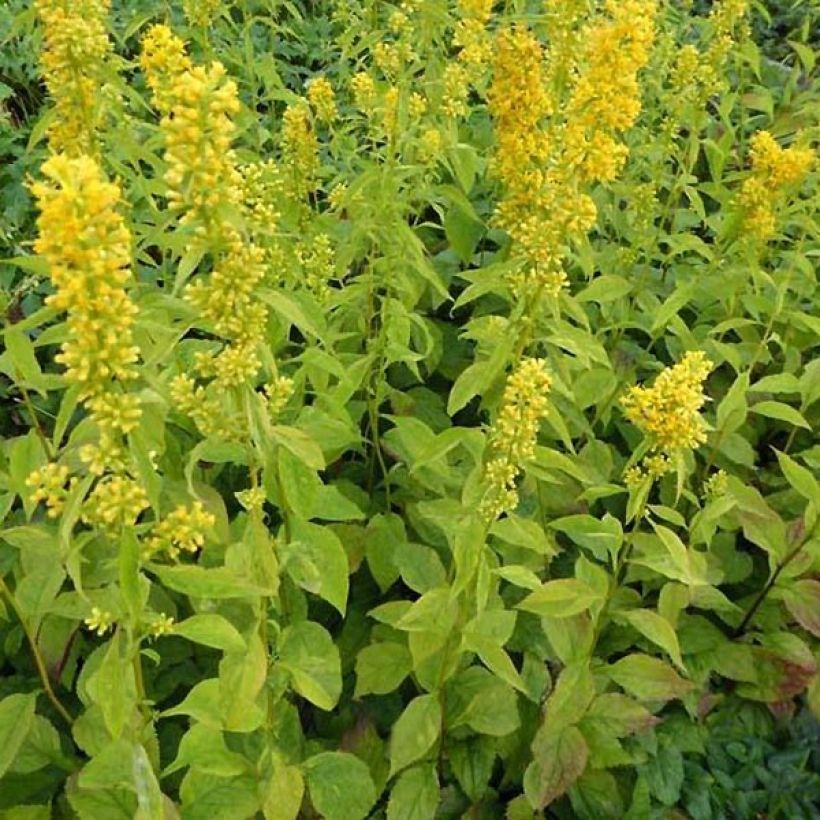 Goldrute Variegata - Solidago flexicaulis (Wuchs)