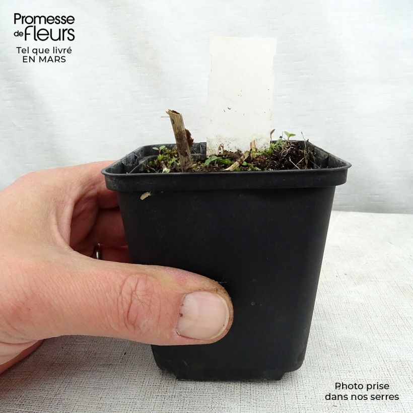 Exemplar von Goldrute Variegata - Solidago flexicaulis Kleine Töpfe von 8/9 cm wie im Frühjahr geliefert