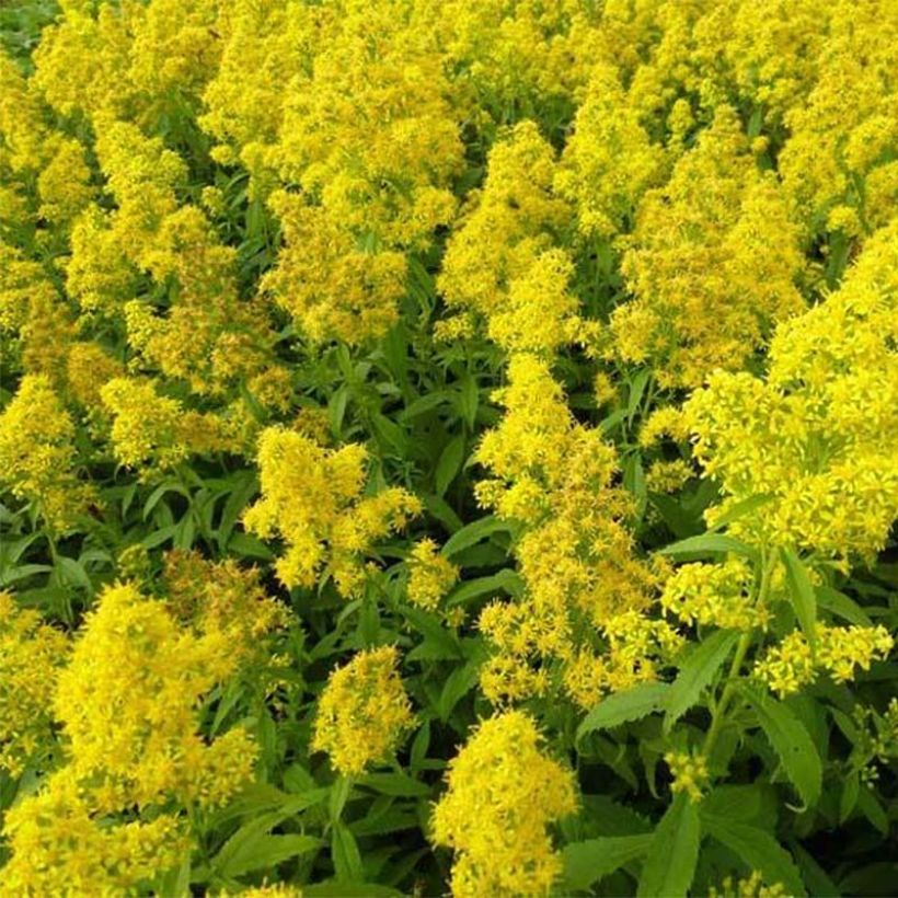 Goldrute Ducky - Solidago (Blüte)