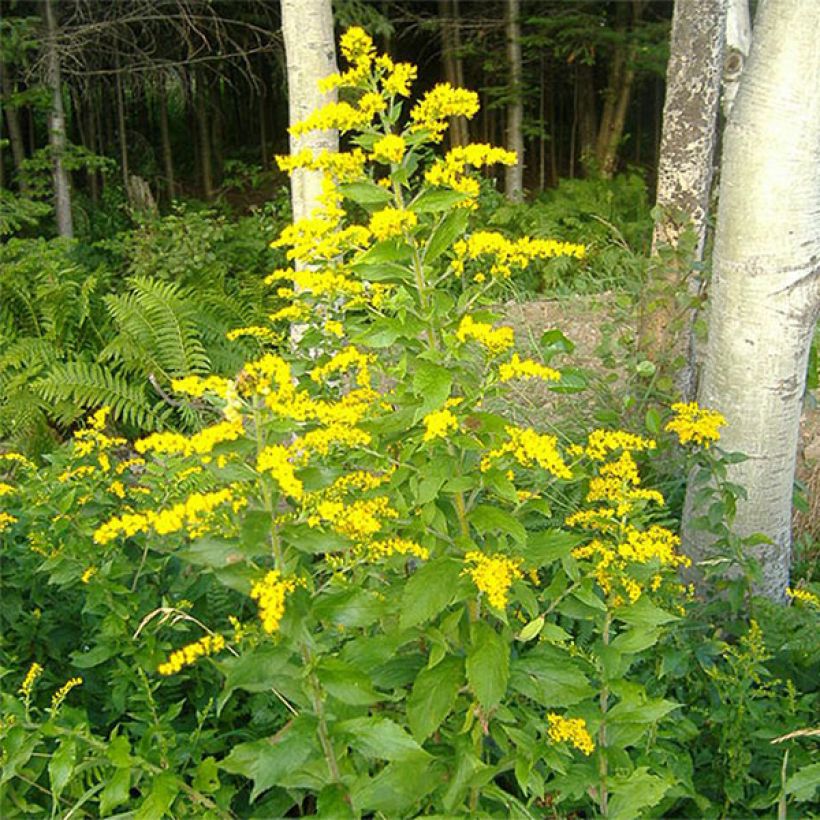 Goldrute - Solidago rugosa (Flowering)