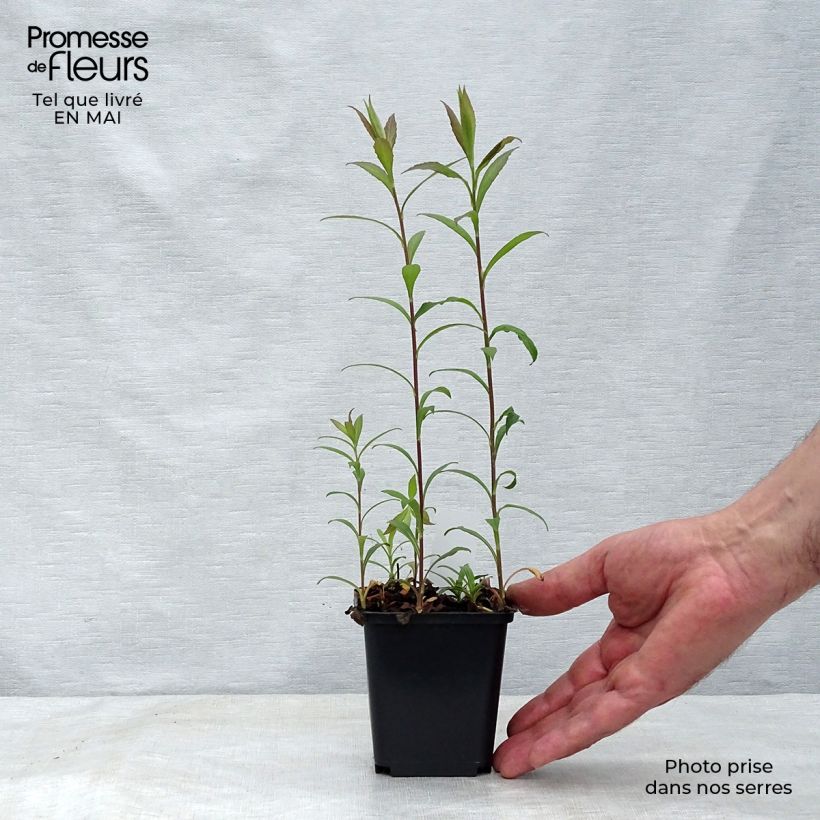 Example of Goldrute Fireworks - Solidago rugosa Kleine Töpfe von 8/9 cm as you get in printemps