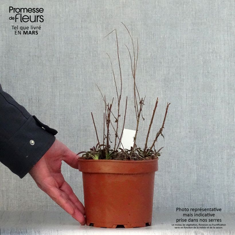 Example of Goldrute Fireworks - Solidago rugosa Topf mit 2L/3L as you get in printemps