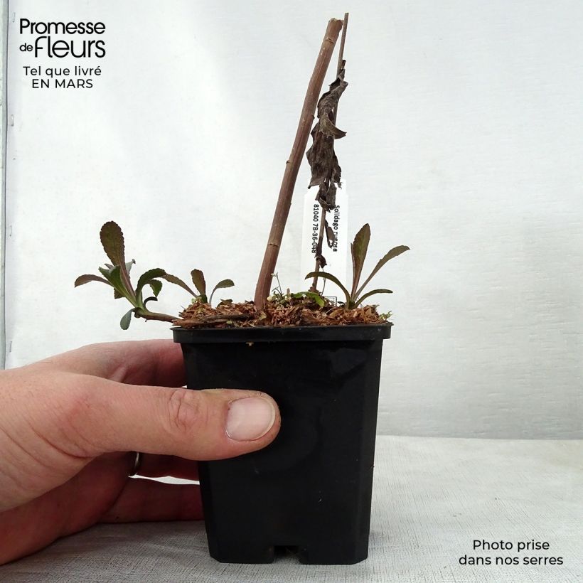 Example of Goldrute - Solidago rugosa Kleine Töpfe von 8/9 cm as you get in printemps