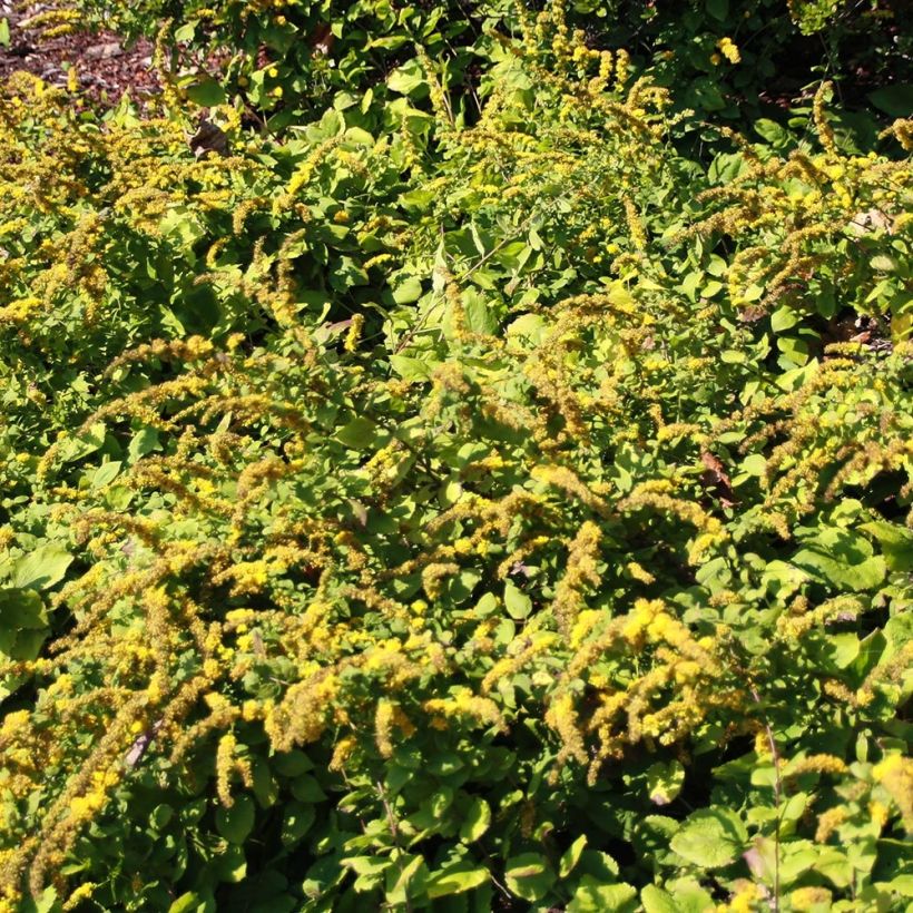 Goldrute Golden Fleece - Solidago sphacelata (Wuchs)