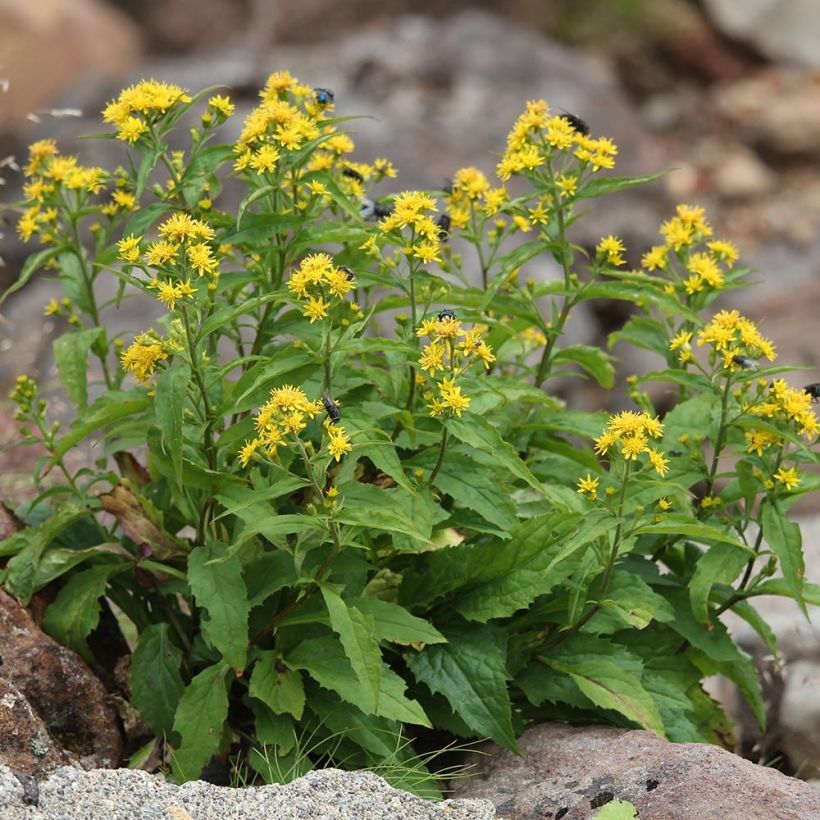 Gemeine Goldrute - Solidago virgaurea (Wuchs)