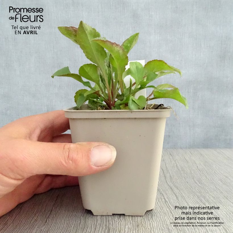 Exemplar von Gemeine Goldrute - Solidago virgaurea Kleine Töpfe von 8/9 cm wie im Frühjahr geliefert