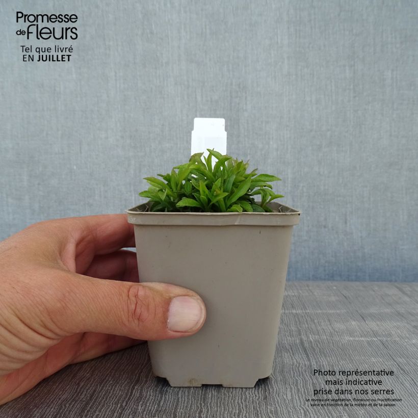 Exemplar von Gemeine Goldrute Minutissima - Solidago virgaurea Kleine Töpfe von 8/9 cm wie im Sommer geliefert