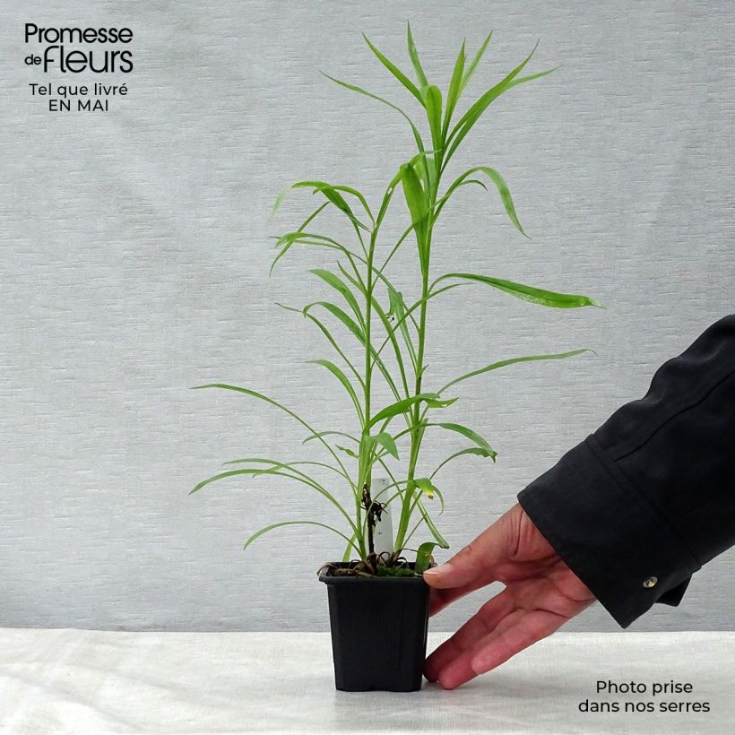 Example of Solidaster luteus Lemore - Hybrid-Goldrute Kleine Töpfe von 8/9 cm as you get in printemps