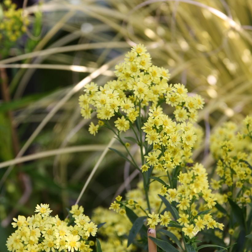 Solidaster luteus Lemore - Hybrid-Goldrute (Plant habit)