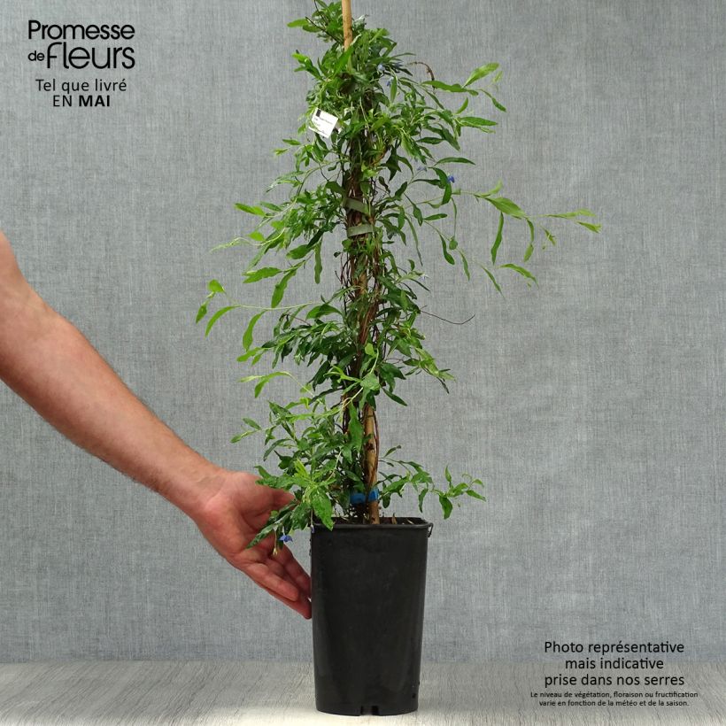 Exemplar von Sollya heterophylla - Sollyie Topf mit 3L/4L wie im Frühjahr geliefert