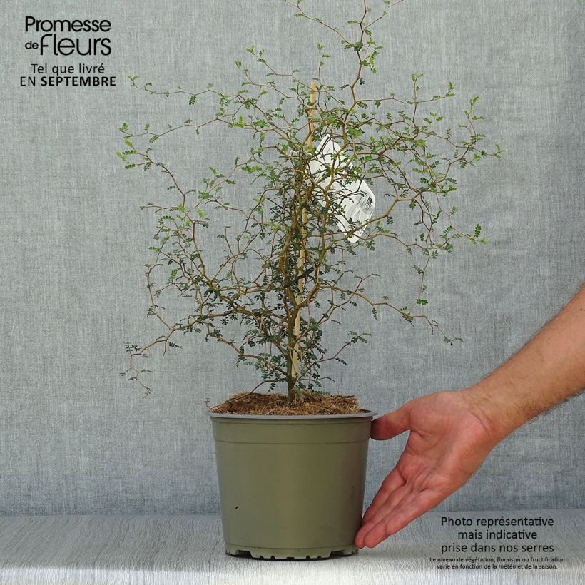 Exemplar von Sophora prostrata Little Baby - Schnurbaum Topf mit 1,5L/2L wie im Herbst geliefert
