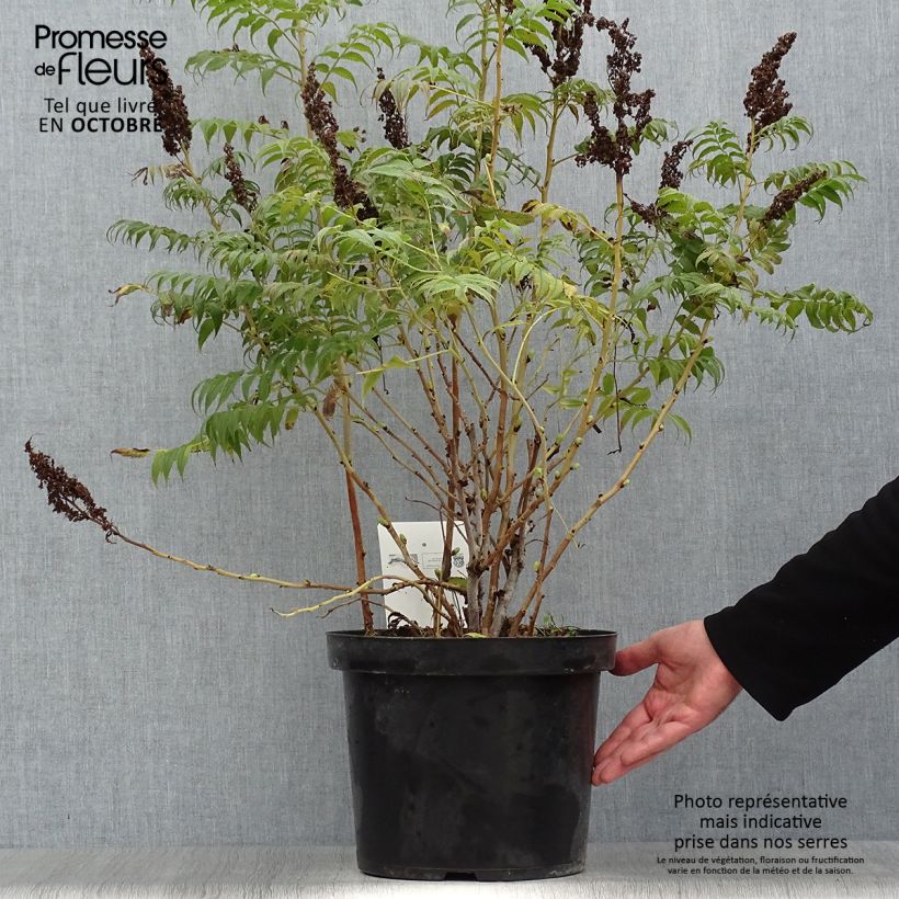 Exemplar von Sibirische Fiederspiere Sem - Sorbaria sorbifolia Topf mit 7,5L/10L wie im Herbst geliefert