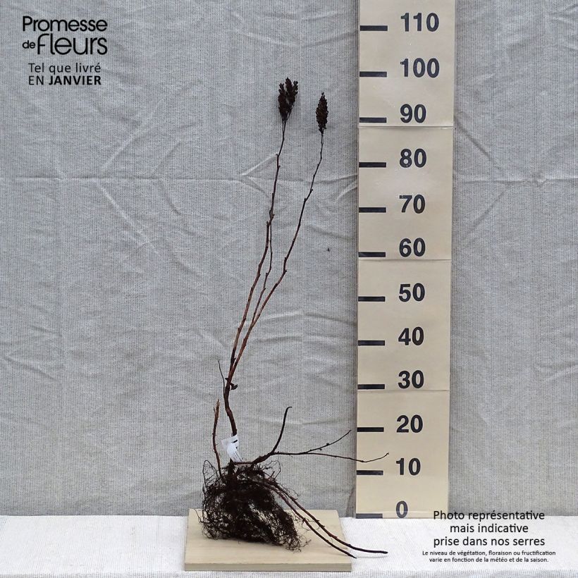 Exemplar von Sibirische Fiederspiere - Sorbaria sorbifolia Wurzelnackt wie im Winter geliefert