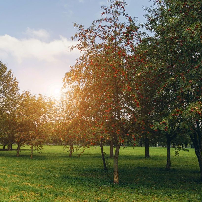 Vogelbeere Sheerwater Seedling - Sorbus aucuparia (Wuchs)
