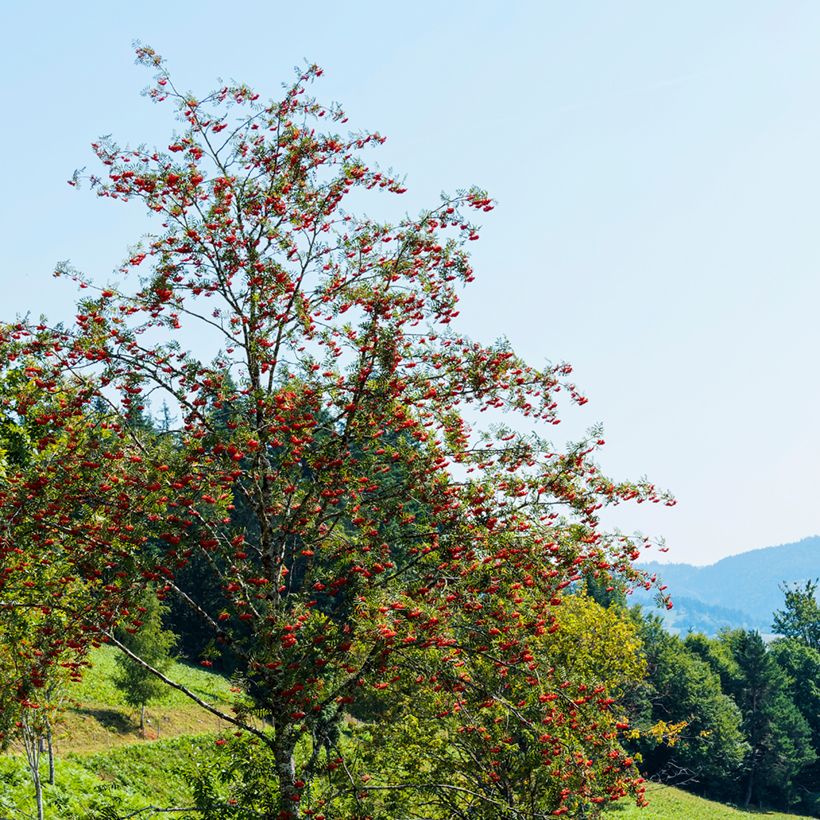 Vogelbeere Wettra - Sorbus aucuparia (Plant habit)