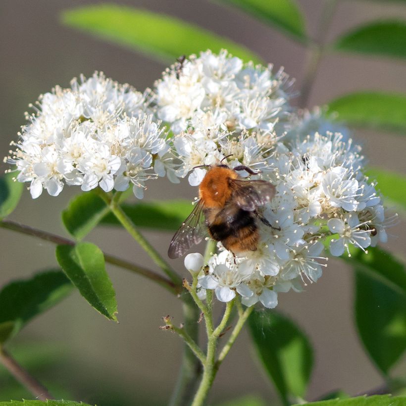Vogelbeere Wettra - Sorbus aucuparia (Flowering)