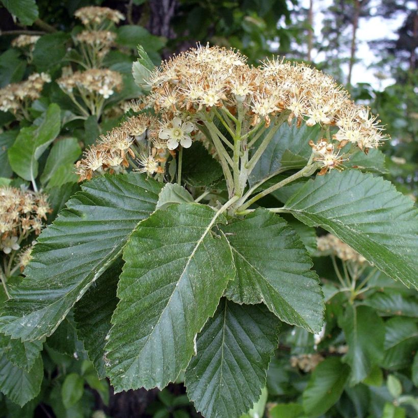 Echte Mehlbeere - Sorbus aria (Flowering)