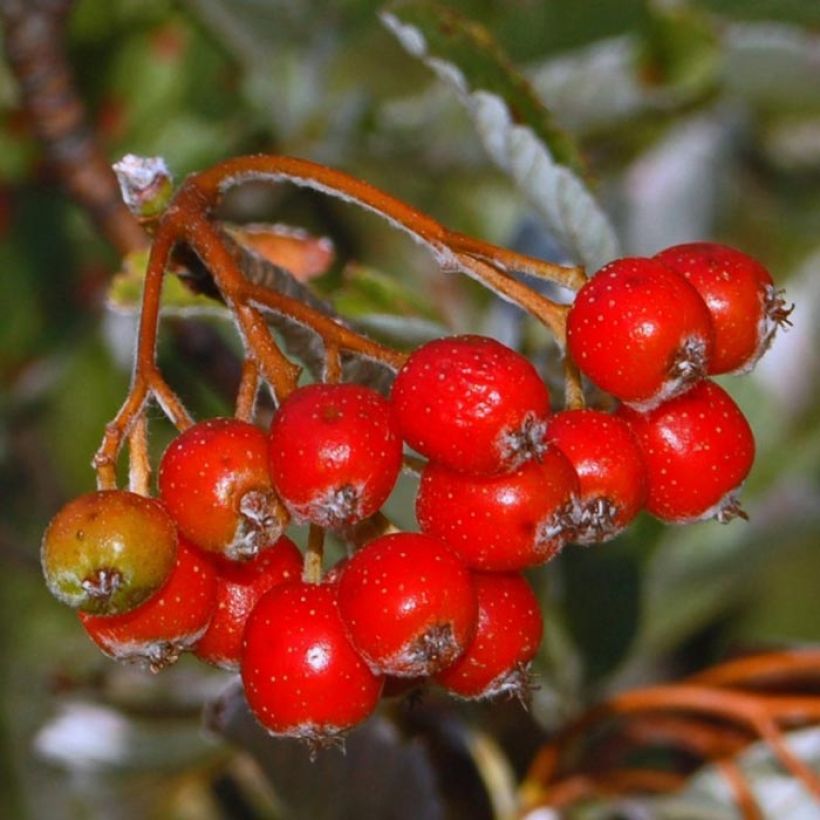 Echte Mehlbeere - Sorbus aria (Harvest)