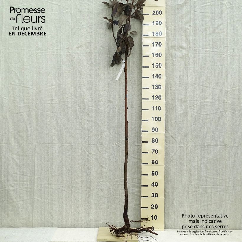 Example of Echte Mehlbeere - Sorbus aria Wurzelnackt, Stamm as you get in hiver