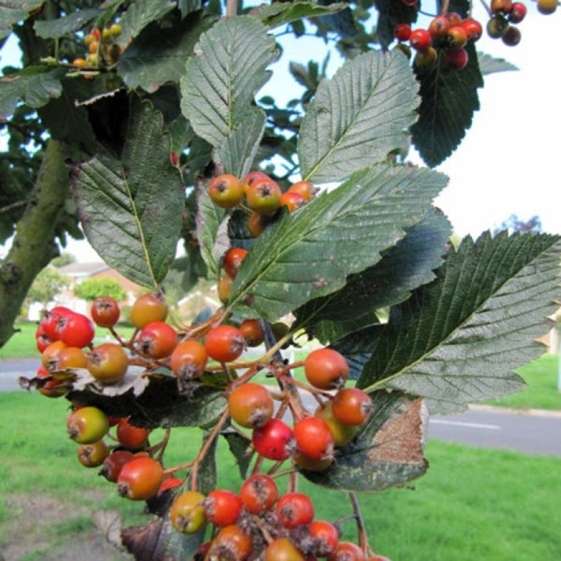 Echte Mehlbeere Lutescens - Sorbus aria (Harvest)