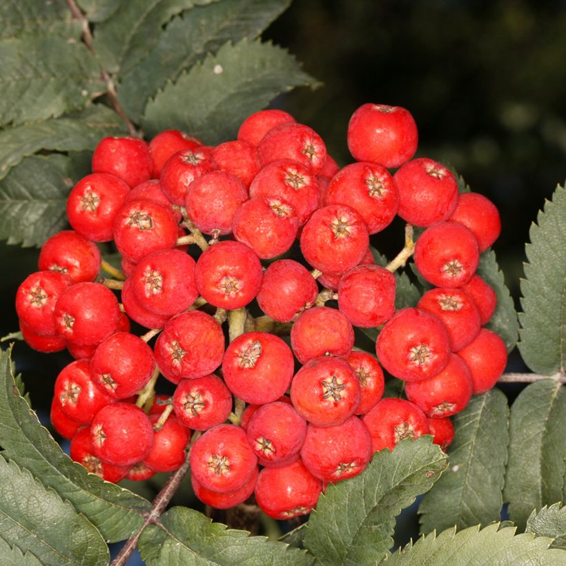 Vogelbeere Fastigiata - Sorbus aucuparia  (Harvest)