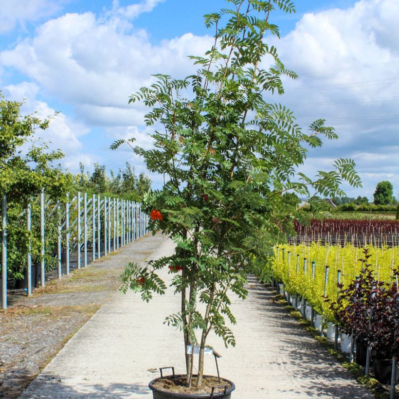 Example of Vogelbeere - Sorbus aucuparia Topf mit 70L/75L, Mehrstämmiger Baum as you get in printemps