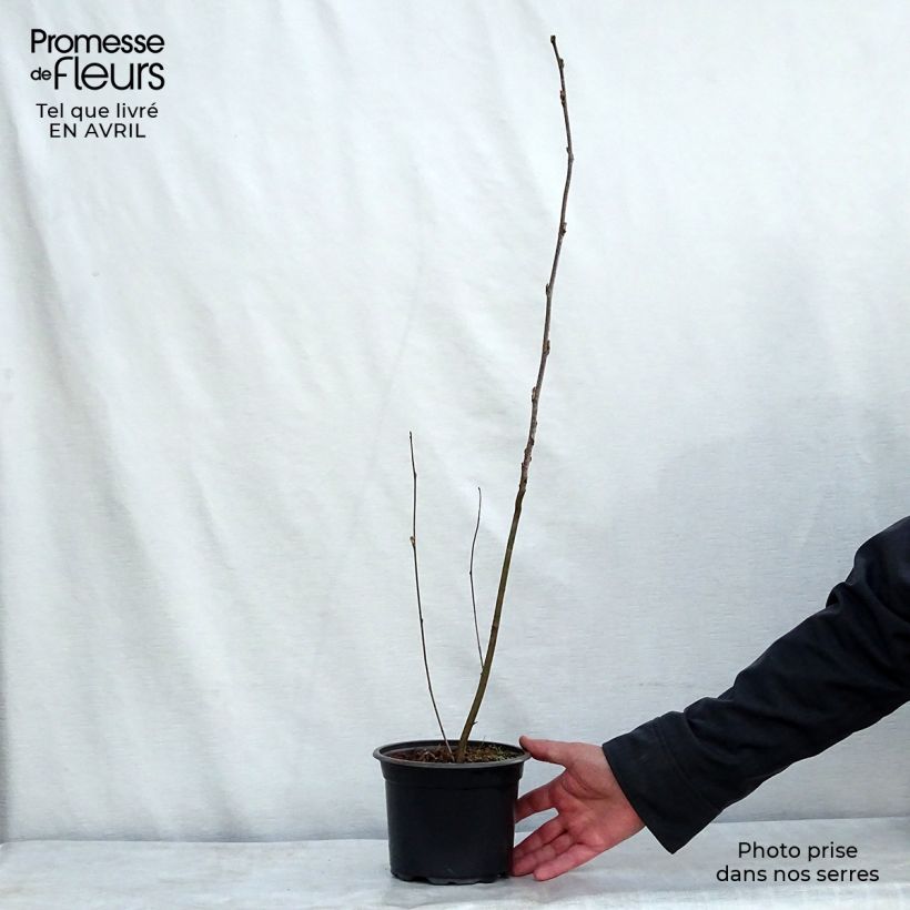 Example of Vogelbeere - Sorbus aucuparia Topf mit 2L/3L as you get in printemps