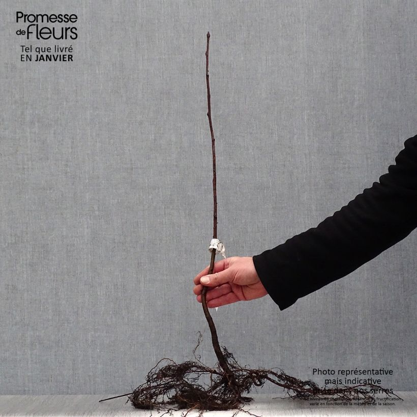 Example of Vogelbeere - Sorbus aucuparia Wurzelnackt as you get in hiver