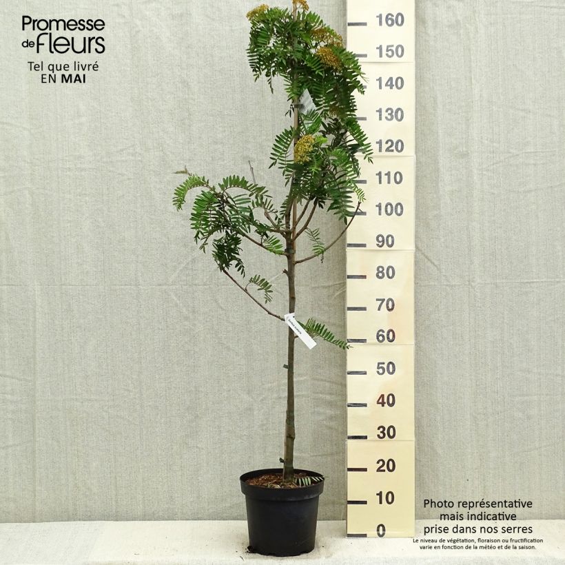 Example of Leitern-Eberesche - Sorbus scalaris Topf mit 7,5L/10L as you get in printemps