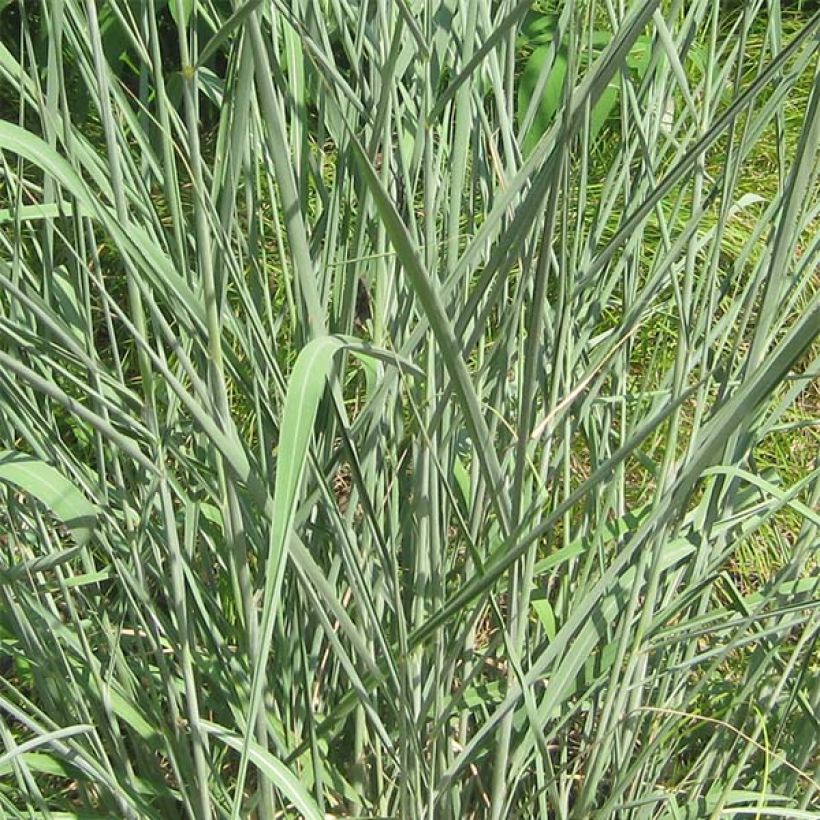 Sorghastrum nutans - Indianergras (Foliage)