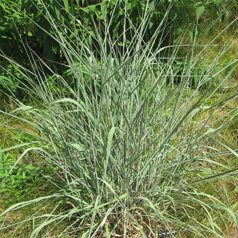 Sorghastrum nutans - Indianergras (Plant habit)